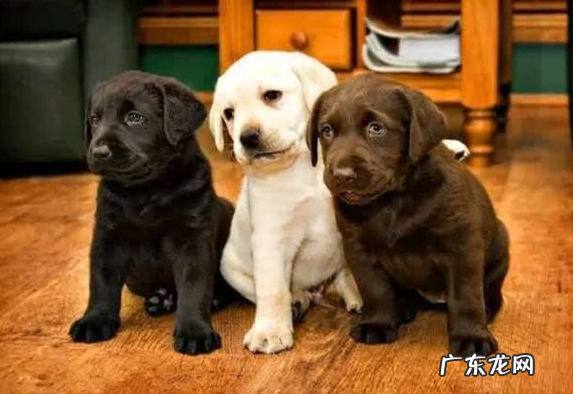 小狗钙的缺失做什么检查