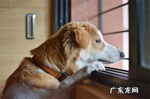 老人犬适当补钙补锌