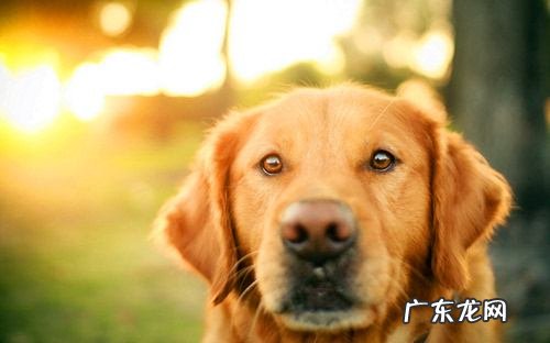 老人犬适当补钙补锌