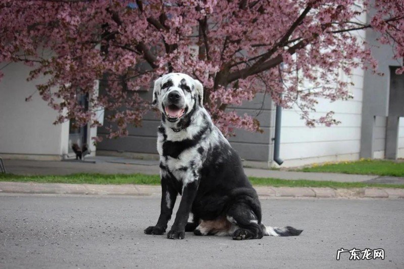 狗的年龄变大秀发会变白,但倘若白成那般?居然超罕见的皮肤疾病!