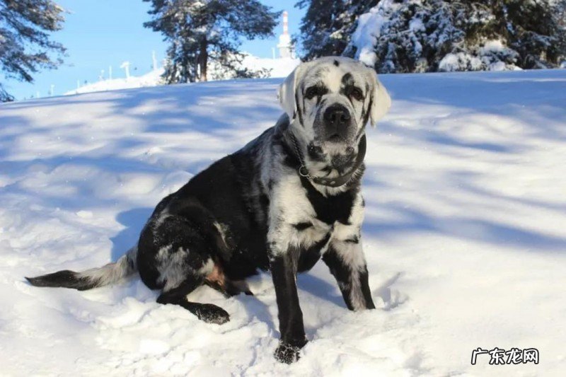 狗的年龄变大秀发会变白,但倘若白成那般?居然超罕见的皮肤疾病!