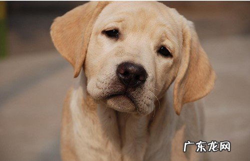 金毛眼睛眼屎多不进餐应该怎么办