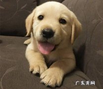 金毛眼睛眼屎多不进餐应该怎么办