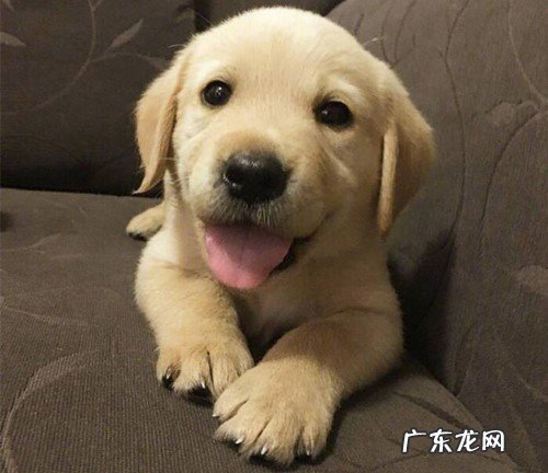 金毛眼睛眼屎多不进餐应该怎么办