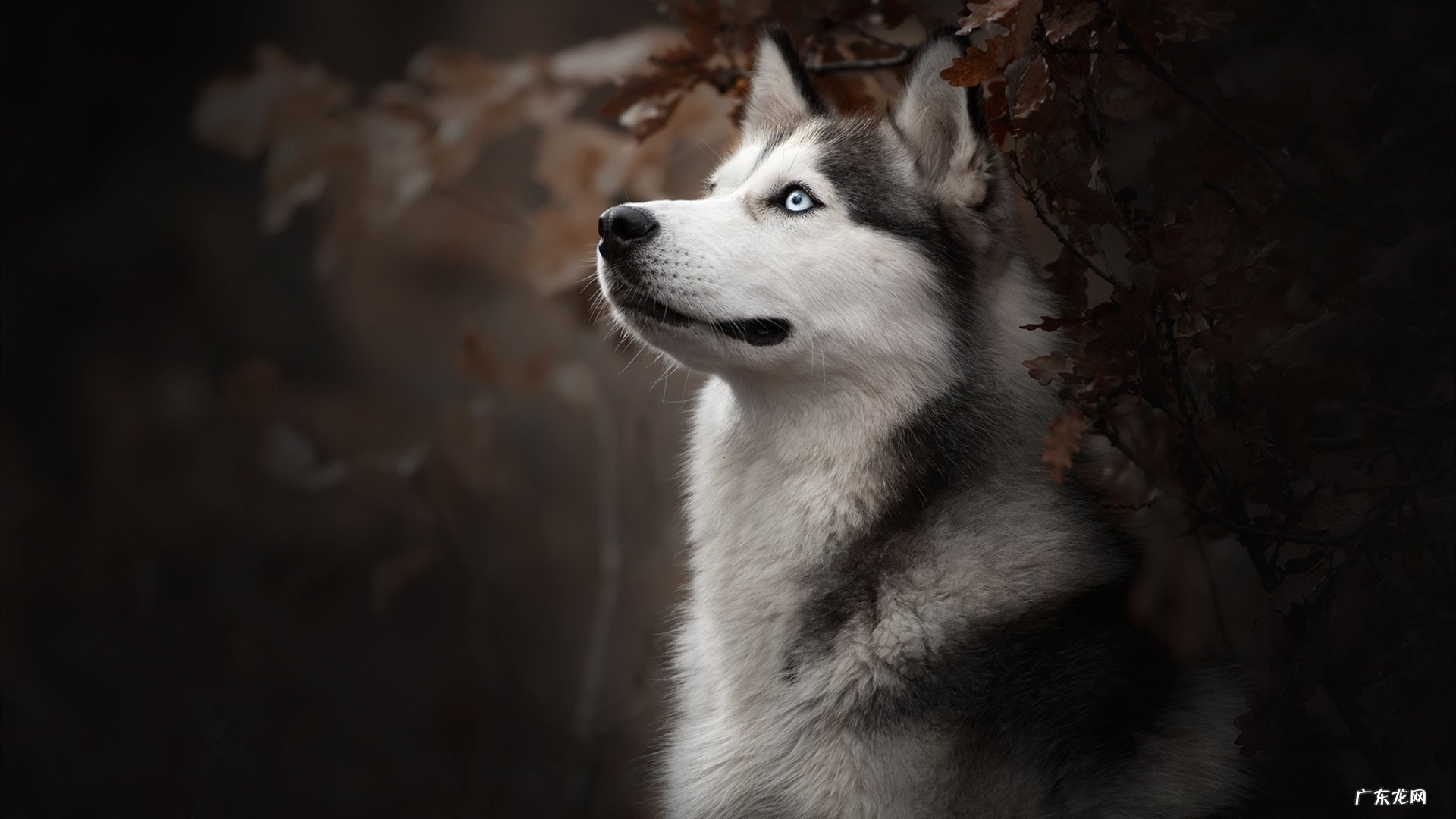 优莎娜酵素餐前吃减肥吗:酵素减肥是饭前吃还是饭后吃