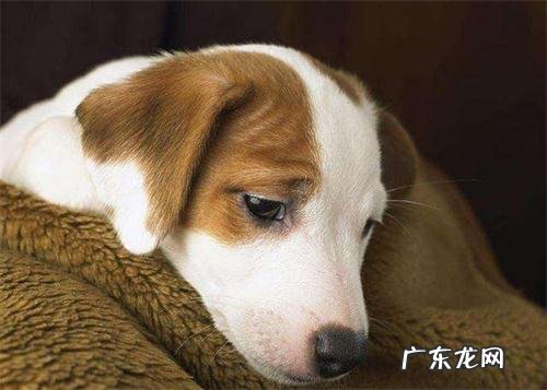 小狗一只眼睛流黄脓一样眼屎多