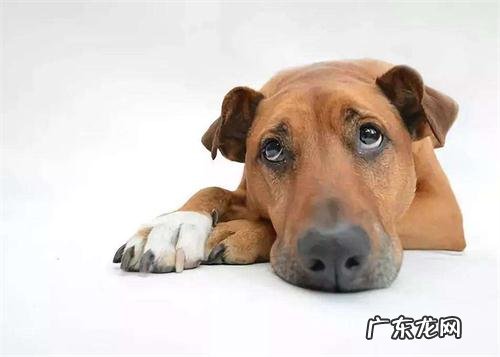 小狗一只眼睛流黄脓一样眼屎多