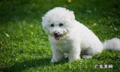 给比熊除虫时，这好多个错误观点，不能学