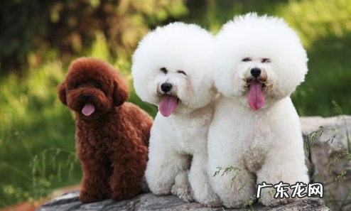 给比熊除虫时,这好多个错误观点,不能学