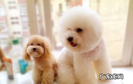 给比熊除虫时,这好多个错误观点,不能学