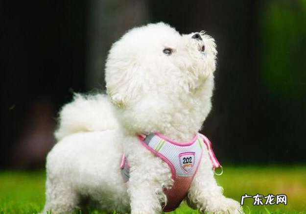 给比熊除虫时,这好多个错误观点,不能学