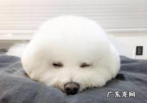 给比熊除虫时,这好多个错误观点,不能学