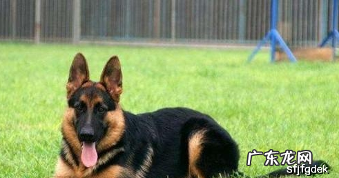 德牧没食欲软便，德牧软便食欲差