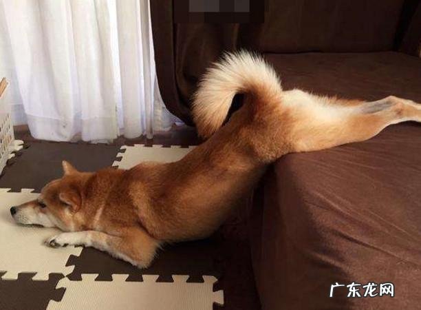 小狗“得病”的好几个行为，主人不要不以为然，它是的确得病