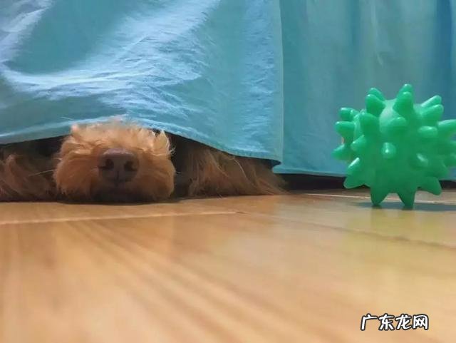 小狗“得病”的好几个行为，主人不要不以为然，它是的确得病