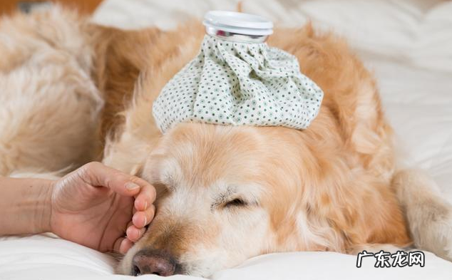 小狗“得病”的好几个行为，主人不要不以为然，它是的确得病