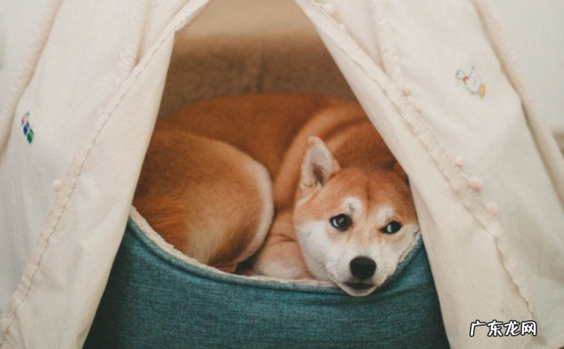 狗狗感冒发高烧喘气声很重