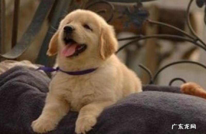 狗狗感冒发高烧喘气声很重