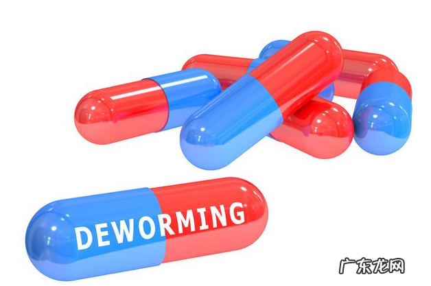 养宠物,你需要把握这几种药,对小狗有好处