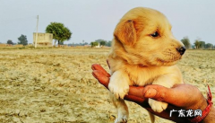 养宠物，你需要把握这几种药，对小狗有好处