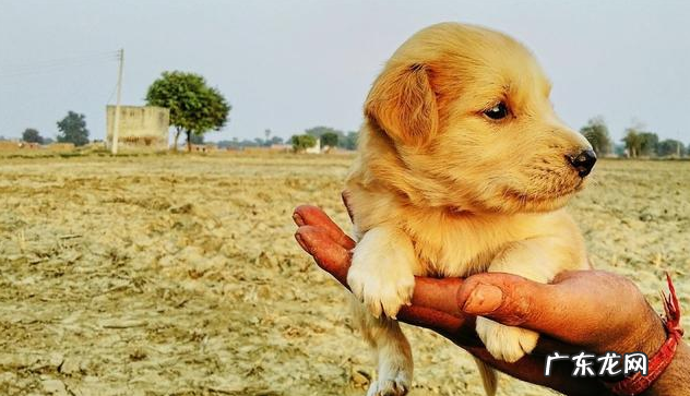 养宠物,你需要把握这几种药,对小狗有好处
