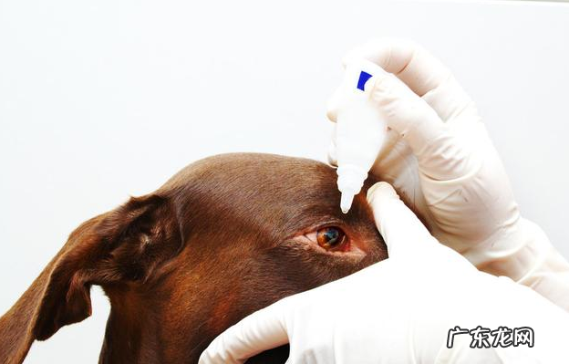 养宠物,你需要把握这几种药,对小狗有好处