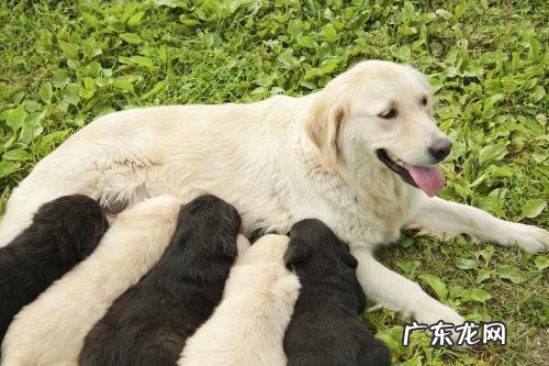 小狗休重突然降低?不一定是生病的信号,宠主别担心