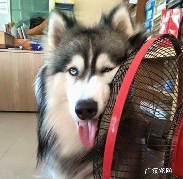 小狗休重突然降低?不一定是生病的信号,宠主别担心