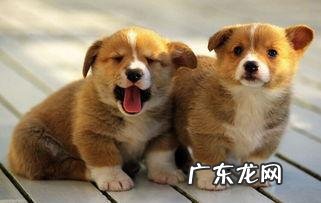 狗狗口臭的“直接原因”寻找，这6种原因很广泛