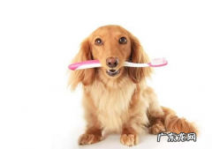 狗狗口臭的“直接原因”寻找，这6种原因很广泛