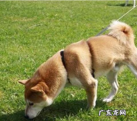 狗狗口臭的“直接原因”寻找，这6种原因很广泛