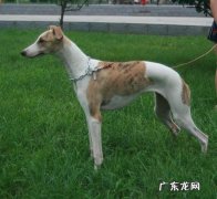 格力犬睡觉咳嗽吃什么中药，格力犬入睡咳嗽吃什么中药材有效