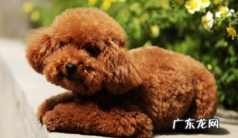 小泰迪吃苹果拉肚子拉血应该怎么办,小狗狗狗吃水果拉稀拉血了