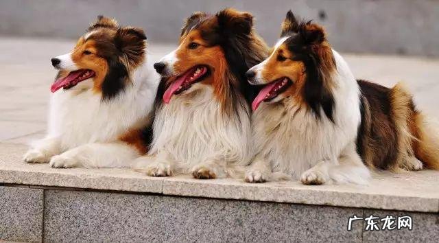 小狗预苗为什么要打三针?