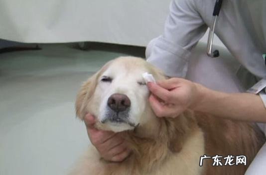 小狗流鼻涕眼睛浮肿应该怎么办