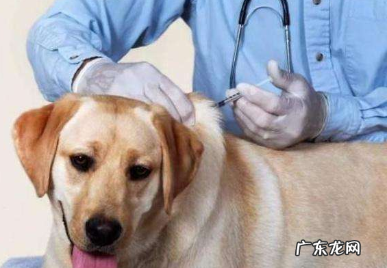 理应如何正确的给狗狗驱虫,你清晰吗?