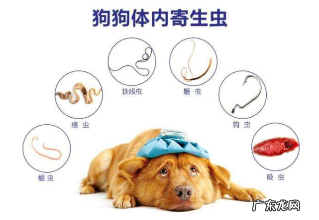理应如何正确的给狗狗驱虫,你清晰吗?