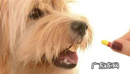 理应如何正确的给狗狗驱虫,你清晰吗?