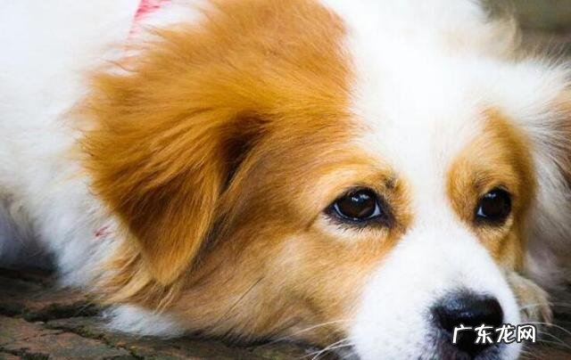 狗狗呕吐,难点可轻可数次,主人家务必把握以下好几个方面