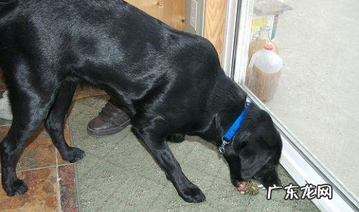 狗狗呕吐,难点可轻可数次,主人家务必把握以下好几个方面