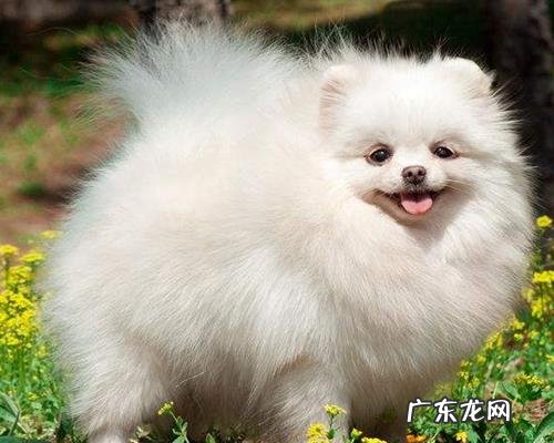 博美狗狗有肠油排不出来吃什么