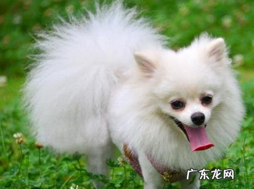 博美狗狗有肠油排不出来吃什么