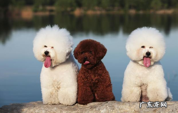 比熊钙的缺失时,也是有这五个病症,主人不可忽视