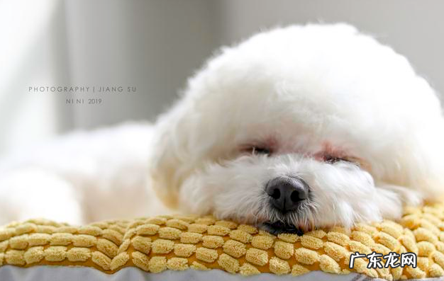 比熊钙的缺失时,也是有这五个病症,主人不可忽视