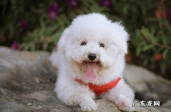 比熊钙的缺失时,也是有这五个病症,主人不可忽视