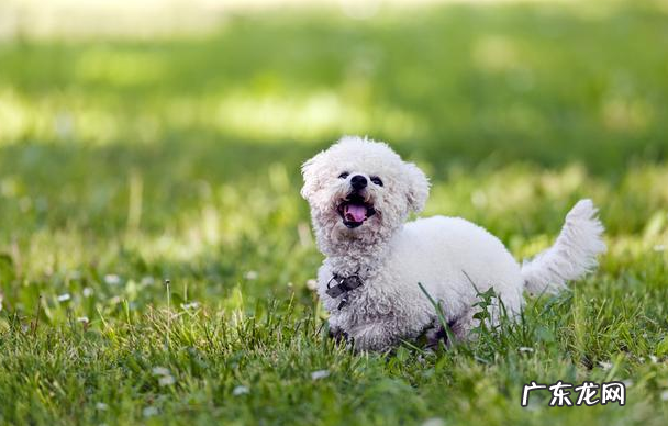 比熊钙的缺失时,也是有这五个病症,主人不可忽视
