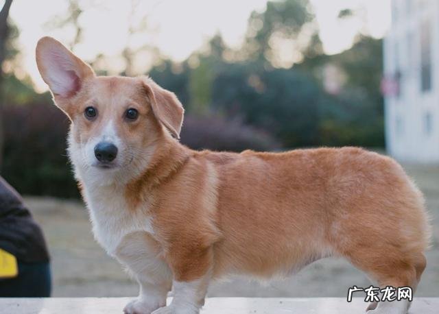 小狗的5大“钙的缺失”数据信号,家中小狗有出现吗?