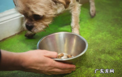 小狗的5大“钙的缺失”数据信号，家中小狗有出现吗？