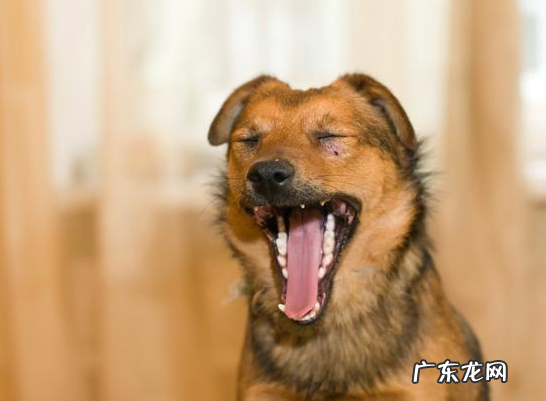 养动物常见问题:狗狗打喷嚏是发烧感冒?不,事实上原因可能更情况严重!