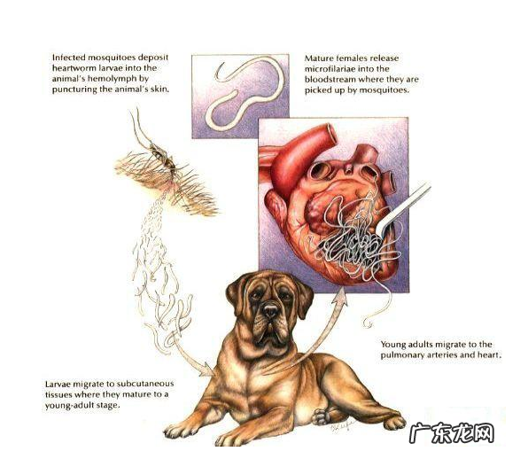 养动物常见问题:狗狗打喷嚏是发烧感冒?不,事实上原因可能更情况严重!